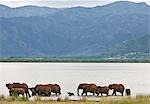 Kenya, Parc National de Tsavo Ouest. Un troupeau d'éléphants (Loxodonta africana) boissons et les ébats dans lac Jipe avec les monts Pare qui domine le paysage. La teinte rouge de leur peau épaisse est le résultat d'eux se dépoussiérer avec la terre rouge distinctive de la région.