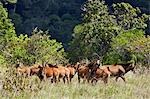 Kenya,Kwale District,Shimba Hills. A herd of Sable antelope (Hippotragus niger) in the Shimba Hills,south of Mombasa. This population of Sable is rated Endangered by IUCN.