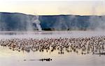 Kenia, Kabarnet, Bogoriasee. Bei Sonnenaufgang Herden von geringerem Flamingo Futter auf Algen als Dampf steigt aus den zahlreichen heißen Quellen rund um Lake Bogoria, ein alkalischer See in Afrika des Großen Afrikanischen Grabenbruchs