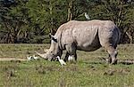 Kenya,Nakuru,Nakuru National Park. A white rhino grazes in Nakuru National Park with cattle egrets in attendance.