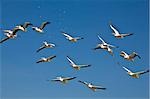 Kenya,Nakuru,Nakuru National Park. Great White Pelicans on the wing above Lake Nakuru.