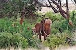 Kenya, Parc National de Tsavo East. Un éléphant de vache avec des défenses inhabituels déclenche son tronc pour renifler l'air.