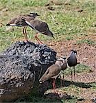 Kenya,Kajiado District,Amboseli National Park. Crowned plovers (Vanellus coronatus) in Amboseli National Park.