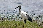 Kenia, Kajiado District, Amboseli-Nationalpark. Ein Heiliger Ibis (Threskiornis Aethiopicus) neben den Sümpfen im Amboseli National Park.