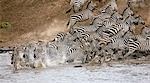 Kenya,Masai Mara,Masai Mara Game Reserve. A herd of common zebras (Equus quagga) panic at the Mara River.