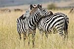 Kenia, Masai Mara, Masai Mara Tierreservat. Zwei gemeinsame Zebras (Equus Quagga) ruhen ihre Köpfe auf jeder des anderen Rücken.