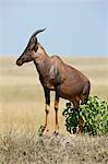 Kenya,Masai Mara,Masai Mara Game Reserve. A topi (Damaliscus korrigum) stands on a termite mound to keep watch over its territory.