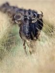 Kenya,Maasai Mara,Narok district. A column of wildebeest moves through long grass during the annual Wildebeest migration from the Serengeti National Park in Northern Tanzania to the Masai Mara National Reserve in Southern Kenya.