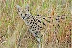 Kenya,Masai Mara National Reserve. A serval peers through the plains grass in the early morning.