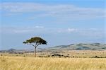 Kenya,Masai Mara National Reserve. The rolling grassy plains of the Masai Mara.