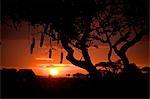 Kenya,Masai Mara National Reserve. The long heavy sausage fruit hang down from a Sausage Tree at sunset.