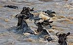 District de Narok Kenya, Masai Mara. Comme gnou traverser la rivière Mara au cours de leur migration annuelle du Parc National du Serengeti en Tanzanie du Nord à la réserve nationale de Masai Mara au Kenya du Sud, un gros crocodile vient d'attaquer un d'eux.