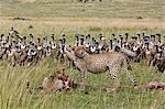 Kenya,Maasai Mara,Narok district. Two cheetahs feast on a young wildebeest they killed in the Masai Mara National Reserve of Southern Kenya while vultures wait their turn for the leftovers.