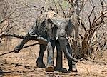 Kenya, Tsavo est, Ithumba. Un jeune éléphant se gratte sur un journal après avoir profité d'un bain de boue à Ithumba où le David Sheldrick Wildlife Trust gère une unité très importante pour les orphelins.