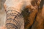 Kenya, Tsavo est, Ithumba. Gros plan d'un jeune éléphant qui a dépoussiéré lui-même après avoir profité d'un bain de boue à Ithumba où le David Sheldrick Wildlife Trust gère une unité très importante pour les orphelins.