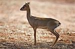 Kenia, Tsavo Ost, Ithumba. Eine männliche Dikdik bei Ithumba im nördlichen Bereich des Tsavo Ost National Park.