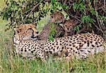 Kenya,Narok district,Masai Mara. A cheetah and her cubs in Masai Mara National Reserve.