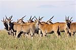 Kenya, district de Narok, Masai Mara. Un troupeau d'elands dans la réserve nationale de Masai Mara.