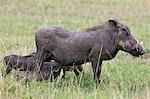 Kenya,Narok district,Masai Mara. A sow warthog with her four offspring in Masai Mara National Reserve.