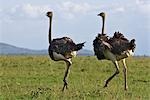 Kenya,Narok district,Masai Mara. Two Maasai ostrich hens in Masai Mara National Reserve.