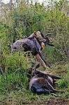 Kenya,Narok district,Masai Mara. A lioness kills two wildebeests in Masai Mara National Reserve.