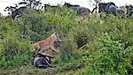 Kenya, district de Narok, Masai Mara. Une lionne tue deux des gnous dans le Masai Mara National Reserve comme autres gnous se précipitent passé dans la panique.
