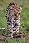 Kenya,Narok district,Masai Mara. A leopard on the prowl in Masai Mara National Reserve.