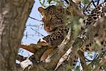 Kenya, district de Narok, Masai Mara. Un leopard dévorant son kill d'antilope impala dans un arbre dans la réserve nationale de Masai Mara.