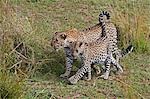 Kenya, district de Narok, Masai Mara. Un léopard femelle et son petit dans la réserve nationale de Masai Mara.