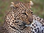 Kenya,Narok district,Masai Mara. A close-up of a leopard in Masai Mara National Reserve.