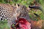 Kenya,Narok district,Masai Mara. A leopard devours its impala antelope kill in Masai Mara National Reserve.