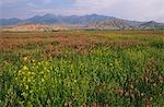 Kyrgyzstan,Kochkor,Terske Ala-Too Mountain Range. Alpine Pastures.