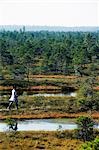 Protected Land of Bogs and Marshes,Kemeri National Park. Tourists on Boardwalk Marked Trail