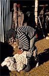 Basuto Berger tondre les moutons dans une ferme dans les Monts Maluti.