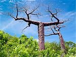 Baobab-Bäume, Adansonia Suarezensis, wachsen in die Wälder um Antsiranana, ehemals bekannt als Diego Suarez. Dieser nördlichen Flat-Top-Baobab ist eine von weltweit acht Baobab-Arten, von denen sechs in Madagaskar endemisch sind. Eine Art ist in Afrika und in Nordwest-Australien gefunden. Die Vielfalt in Madagaskar würde vorschlagen, dass Baobabs es zuerst entwickelt.