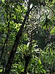 The rainforest on Montagne D'Ambre (Amber Mountain) is a sight to behold. Tree-ferns and huge epiphytic bird's nests ferns (Asplenium nidus),which grow luxuriantly on trees,are spectacular. Indeed,the plant life in this national park is as exciting as the animals.