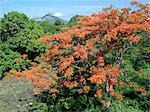 A beautiful flamboyant tree - a native of Madagascar - growing just outside Antsiranana,more commonly known as Diego.