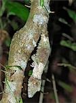 One of the most extraordinary geckoes in Madagascar is the leaf-tailed gecko (Uroplatus fimbriantus),which is magnificently camouflaged. Its ability to flatten its body against a tree trunk and change colour to suit its surroundings makes it a very difficult species to detect. There are 70-odd gecko species in Madagascar. They outnumber all other lizard species on the island.