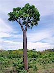 Ein Pachypodium Baum in Blüte mit extravaganten rot blühenden Bäumen in der background.18 aus den 23 Arten von Pachypodia in der Welt sind auf Madagaskar beheimatet.