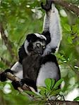 Un Lémurien Indri (Indri indri) dans l'est de Madagascar. L'Indri sont plus grand lémurien de Madagscar, debout sur un mètre de hauteur, avec une queue à peine visible.