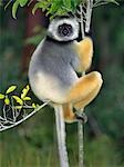 A Diademed Sifaka (Propithecus diadema) in Matandia National Park,eastern Madagascar.