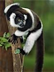 A Black-and-white Ruffed Lemur (Varecia variegata) in Mantadia National Park,eastern Madagascar.