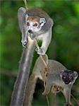 A male and female Crowned lemur (Eulemur coronatus).