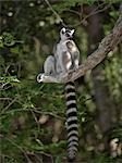 A Ring-tailed Lemur (Lemur catta). This species is easily recognisable by its banded tail.