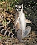 Un Lemur Catta (Lemur catta) réchauffement lui-même dans le soleil d'après-midi tardif. Cette espèce est facilement reconnaissable à sa queue bagué.