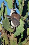 A Ring-tailed Lemur (Lemur catta) sitting on a prickly-pear cactus which they eat. This lemur is easily recognisable by its banded tail.