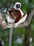 Propithèque de Coquerel, un (Propithecus verreauxi coquereli) qui se trouve dans les forêts sèches du Nord-Ouest de Madagascar.