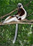 Propithèque de Coquerel, un (Propithecus verreauxi coquereli) qui se trouve dans les forêts sèches du Nord-Ouest de Madagascar.