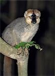 A Brown lemur (Eulemur fulvus rufus).
