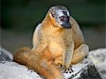 A Brown lemur (Eulemur fulvus rufus) in the Canyon des makis,Isalo National Park.